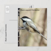 Zwarte cichorei briefkaart (Voorkant / Achterkant)