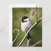 Zwarte cichorei briefkaart (Voorkant / Achterkant)