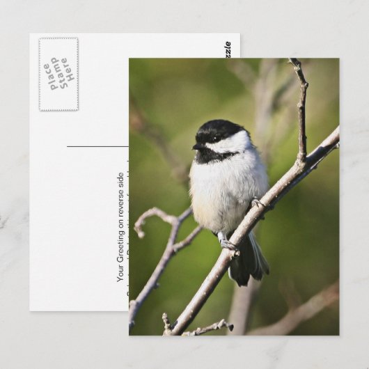 Zwarte cichorei briefkaart (Voorkant / Achterkant)