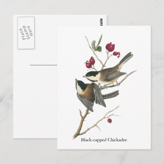 Zwarte cichorei, John Audubon Briefkaart (Voorkant / Achterkant)