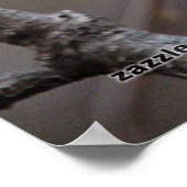 Zwarte cichorei poster (Hoek)