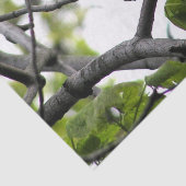 Zwarte cichorei tissuepapier (Detail)