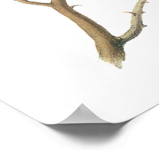 Zwarte cichorei van Audubon Poster (Hoek)