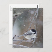 Zwarte cichorei - Zongvogel Briefkaart (Voorkant / Achterkant)