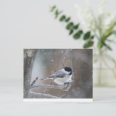 Zwarte cichorei - Zongvogel Briefkaart (Staand voorkant)