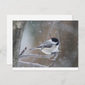 Zwarte cichorei - Zongvogel Briefkaart (Voorkant / Achterkant)