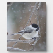 Zwarte cichorei - Zongvogel Fotoplaat (Voorkant)