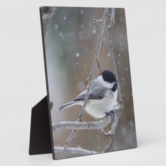 Zwarte cichorei - Zongvogel Fotoplaat (Zijkant)