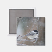 Zwarte cichorei - Zongvogel Magneet (Voorkant / Achterkant)