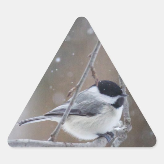 Zwarte cichorei - Zongvogel Sticker (Voorkant)
