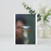 Zwarte cobra briefkaart (Staand voorkant)