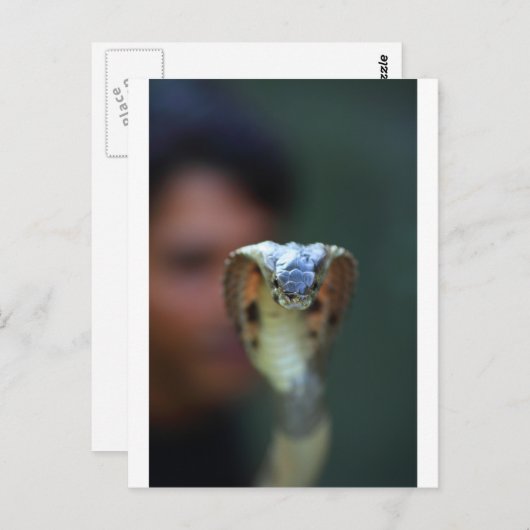 Zwarte cobra briefkaart (Voorkant / Achterkant)