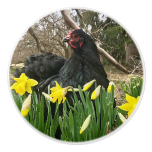 Zwarte cochin kip kip in daffodils Yeti links Keramische Knop