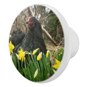 Zwarte cochin kip kip in daffodils Yeti links Keramische Knop (Rechts)