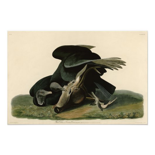 Zwarte cultuur, van de Amerikaanse vogels van Audu Foto Afdruk (Voorkant)