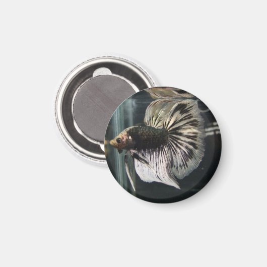 Zwarte Dalmatische Magneet (Voorkant / Achterkant)