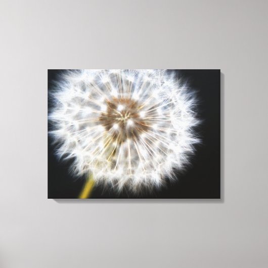 Zwarte Dandelion Canvas Afdruk (Voorkant)