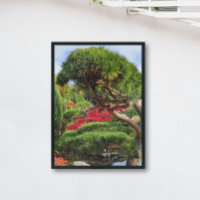 Zwarte dennen en rode Japanse esdoorn