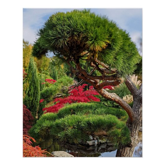 Zwarte dennen en rode Japanse esdoorn Perfect Poster (Voorkant)