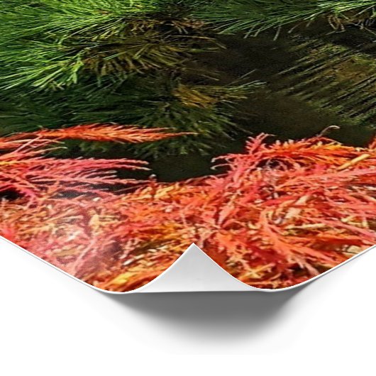 Zwarte dennen en rode Japanse esdoorn Perfect Poster (Hoek)