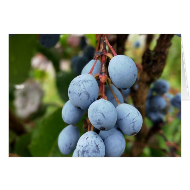 Zwarte doornvrucht (Voorkant Horizontaal)