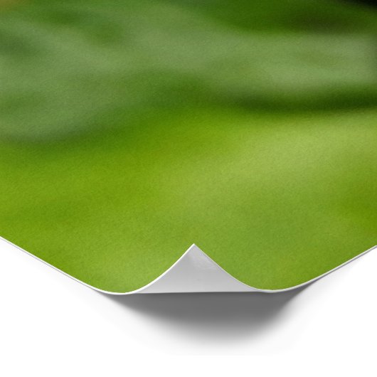 Zwarte doornvrucht poster (Hoek)