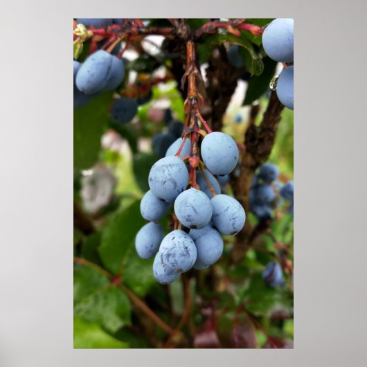 Zwarte doornvrucht poster (Voorkant)