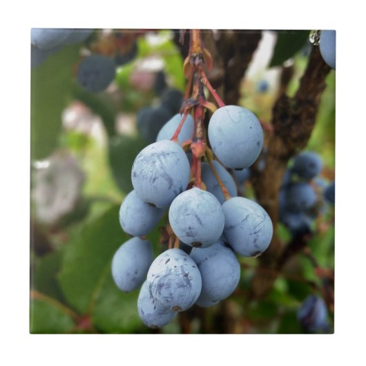 Zwarte doornvrucht tegeltje (Voorkant)