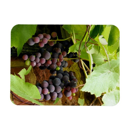 ZWARTE DRUIVEN MAGNEET (Horizontaal)