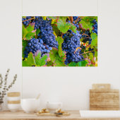Zwarte druiven, wijngaarden, wijngaarden poster (Keuken)