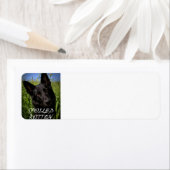 zwarte duitse herder heeft rotzooi doorstaan etiket (Insitu)