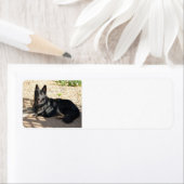 Zwarte Duitse herder leggen.png Etiket (Insitu)