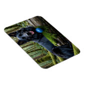 Zwarte Duitse herder met bal Magneet (Rechterzijde)