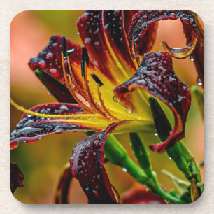 "Zwarte Duw" Daylily Bier Onderzetter