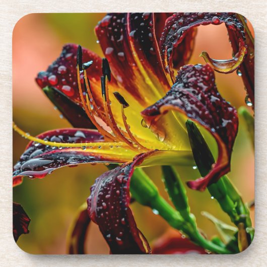 "Zwarte Duw" Daylily Bier Onderzetter (Voorkant)