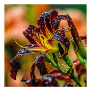 "Zwarte Duw" Daylily Foto Afdruk