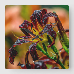 "Zwarte Duw" Daylily Vierkante Klok