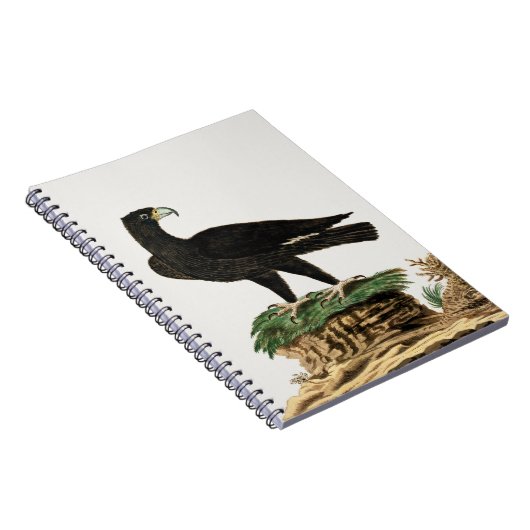 Zwarte Eagle van Verreaux | Illustratie wilde voge Notitieboek (Rechterzijde)