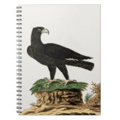 Zwarte Eagle van Verreaux | Illustratie wilde voge Notitieboek (Voorkant)