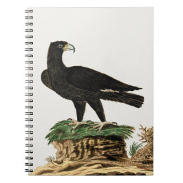 Zwarte Eagle van Verreaux | Illustratie wilde voge Notitieboek
