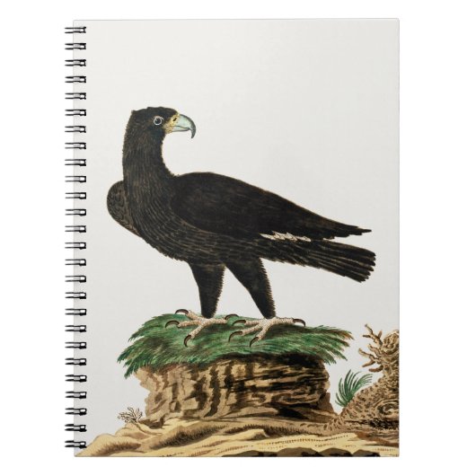 Zwarte Eagle van Verreaux | Illustratie wilde voge Notitieboek (Voorkant)