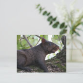 Zwarte eekhoorn briefkaart (Staand voorkant)