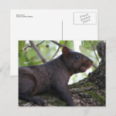 Zwarte eekhoorn briefkaart (Voorkant / Achterkant)