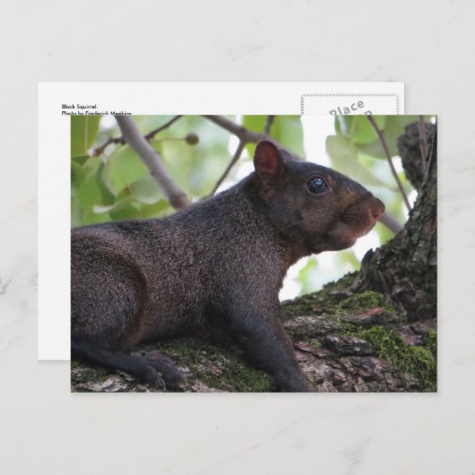 Zwarte eekhoorn briefkaart (Voorkant / Achterkant)
