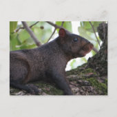 Zwarte eekhoorn briefkaart (Voorkant)