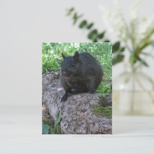 Zwarte eekhoorn briefkaart (Staand voorkant)