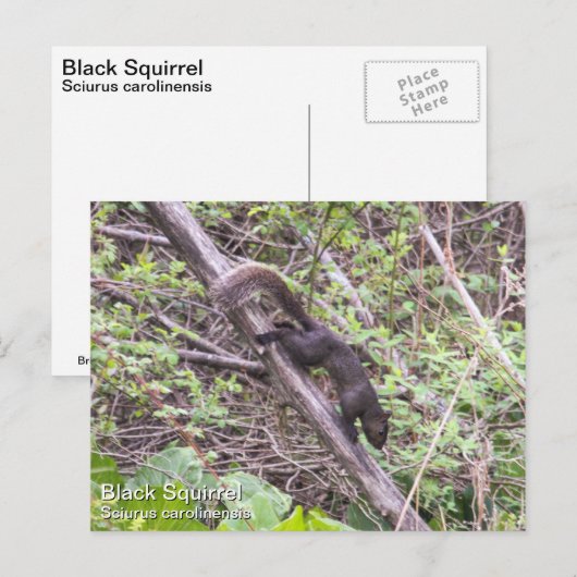 Zwarte eekhoorn briefkaart (Voorkant / Achterkant)