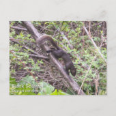 Zwarte eekhoorn briefkaart (Voorkant)