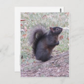 Zwarte eekhoorn briefkaart (Voorkant / Achterkant)