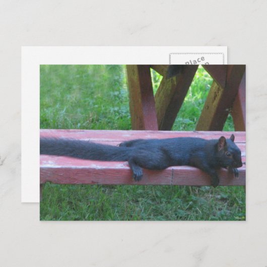 Zwarte eekhoorn briefkaart (Voorkant / Achterkant)